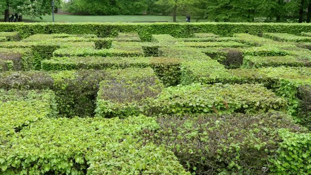 Beautiful Green Hedge Maze in a park top shot pan 4K