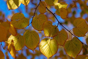 Obraz premium The background texture of the yellowed leaves of the tree against the blue sky. A cropped shot, horizontal, no one, no people, free space. The concept of the seasons.