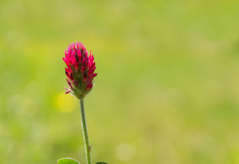 Red blossom of cornflower on meadow
