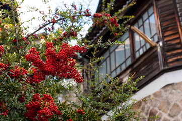 坂のある町の花と木造家屋