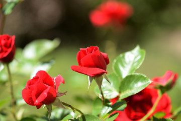 Beautiful red rose flowers in summer garden on a bright sunny day
