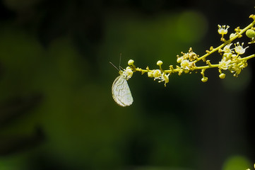 butterfly on flower