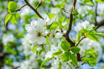 Branch of blossoming apple tree