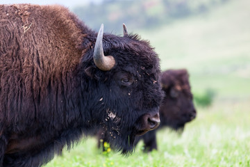 Close Up Bison Portrait