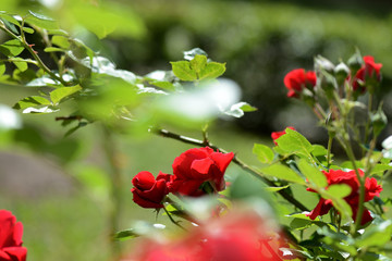 Fototapeta premium Beautiful red rose flowers in summer garden on a bright sunny day