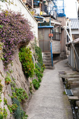 Fototapeta na wymiar 坂のある町の通路の壁に咲く花