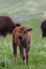 Curious Baby Bison