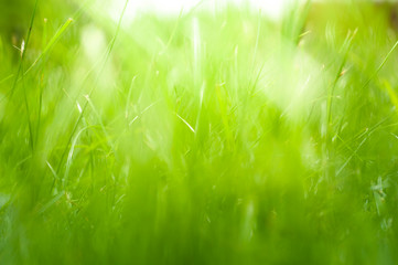 grass leaves on soccer field with closeup