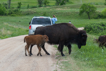 Mother and Baby Bison Crossing the Road
