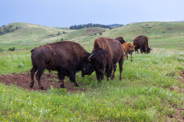 Bison Bull Strength Contest