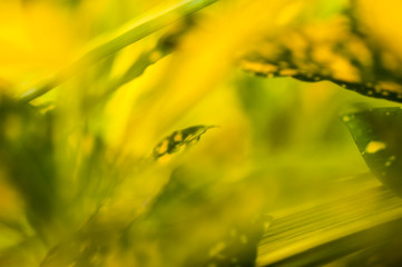 leaves by out of focus