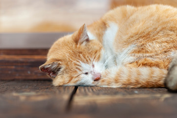 古い木造の床に顔をつけて眠る猫