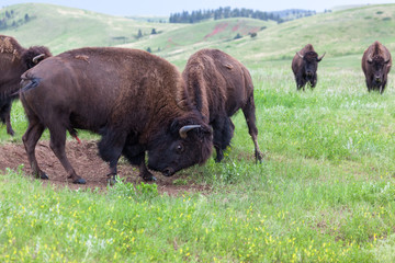 Bison Bull Strength Contest