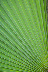 Green leaf line of palm