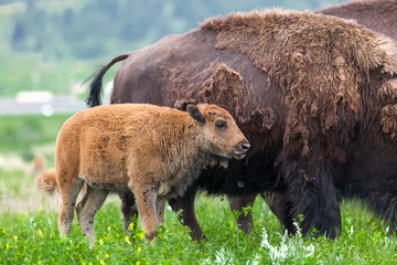 Fototapeta premium Baby Bison Next to Mom