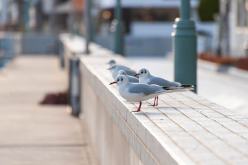 瀬戸内海の港町で休んでいるカモメ