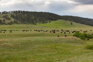 Fototapeta na wymiar Prairie Full of Bison