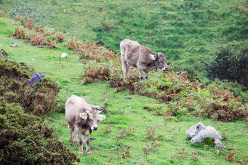 Obraz premium Cows in Covadonga lagos National park Picos de Europa, Spain
