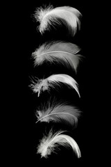 Obraz premium Beautiful collection white feather floating in air isolated on black background