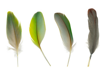 Beautiful collection parrot lovebird feather isolated on white background © nadtytok28
