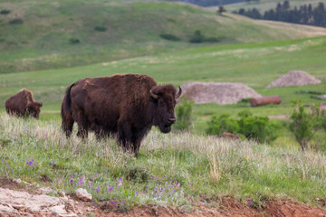 Young Bison on the Prairie