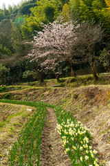 綺麗に並んだ水仙の花と桜