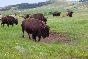 Bison Walking Across the Prairie