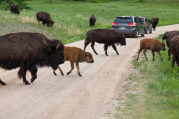 Bison Crossing a Road