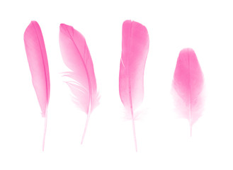 Beautiful collection  pink magenta feather isolated on white background