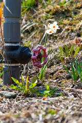 地面から出ている水道のパイプのコック