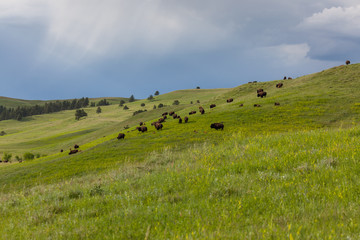 Bison Herd on a Hillside