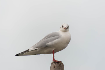 船のマストにとまってこちらを見ているカモメ