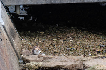 淡路島の漁村で警戒している猫
