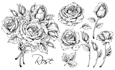 Luxurious Rose Set - obrazy, fototapety, plakaty