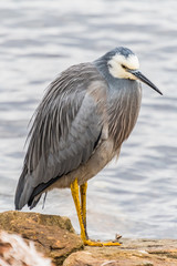 White-faced Heron