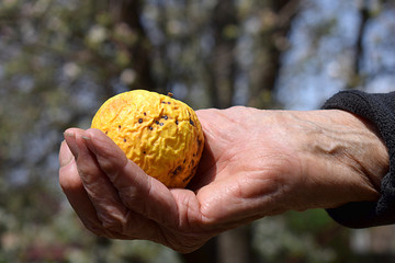 Wrinkled apple in the river of an old woman.