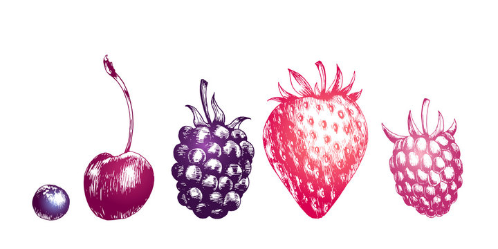 Hand drawn illustration of blackberry, bluberry, raspberry, strawberry and cherry isolated on white background. Vector engraving fruit set.