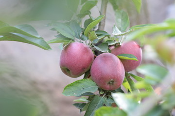 ripe apples on the branches