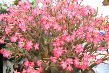 Pink Azalea flowers in the sgarden.