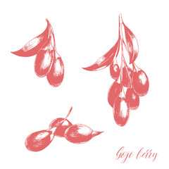 Hand drawn goji berry with leaves. Vector illustration of healthy vegetarian superfood.