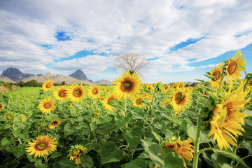 Sunflower with beautiful of nature.