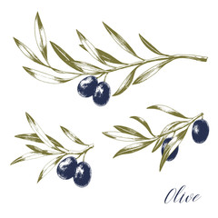 Set of tree branches with leaves and black olives. Hand drawn vector illustration. Greek food sketch.