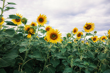 Sunflower with beautiful at sky.