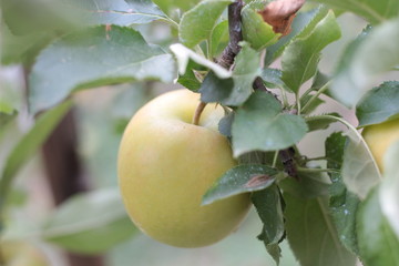 ripe apples on the branches