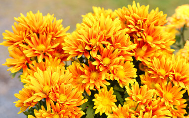 Orange-yellow gerbera flower