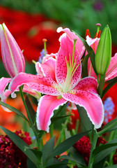 Beautiful Pink lily