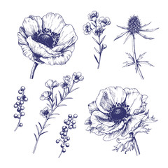 Set of hand drawn vector anemones.  Isolated outline flowers against white background.