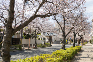 茶屋之町の桜並木