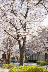 Naklejka premium 茶屋之町の桜並木