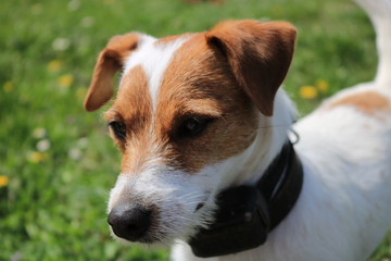 Hund